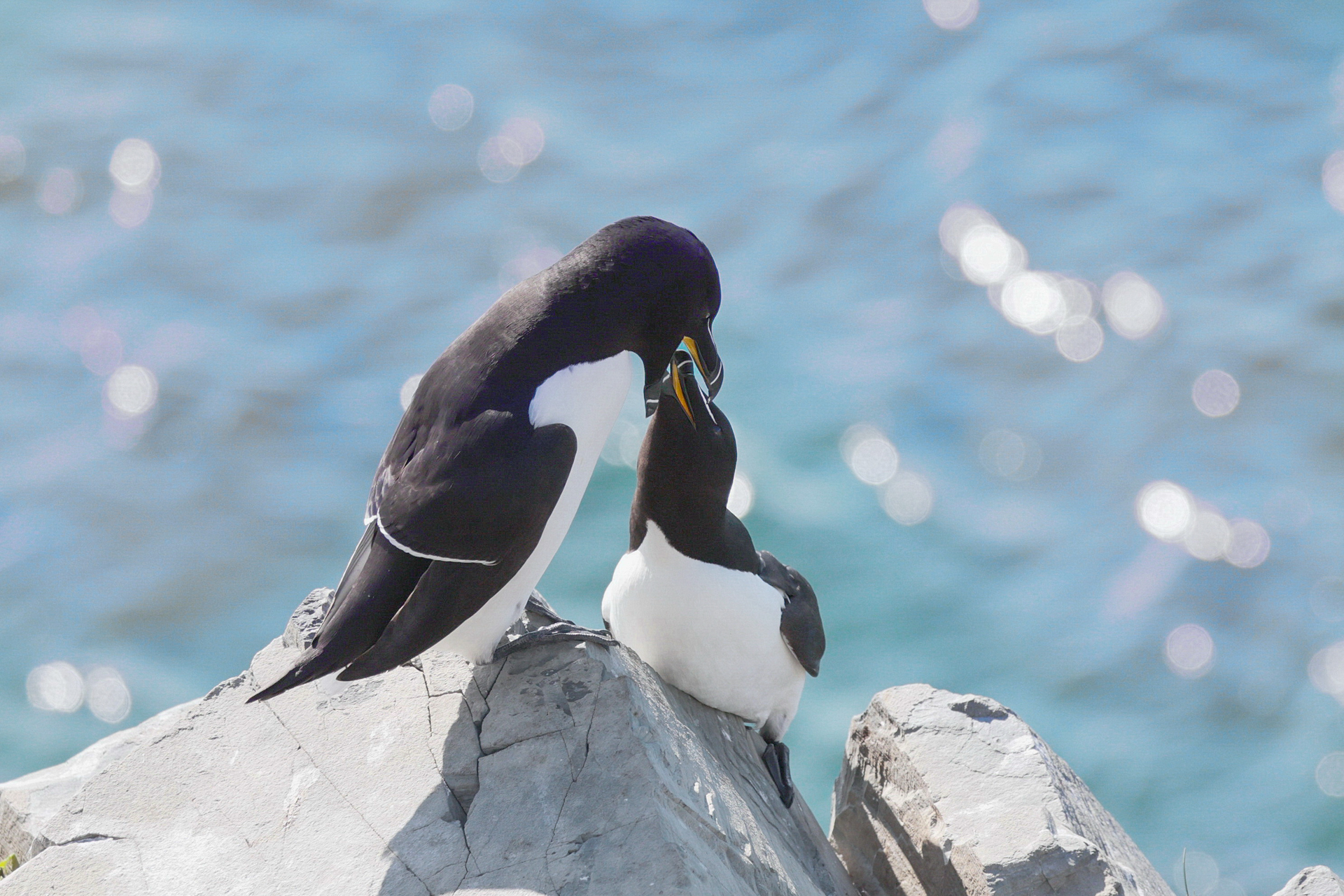 Pingouins Torda en Norvège